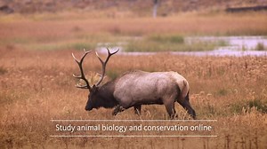 We have 100 years of experience in animal biology and habitat conservation. Study online with world leaders in the field. | Oregon State University Ecampus