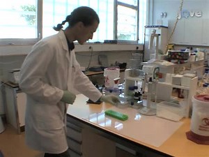 Basophil Activation Test for Investigation of IgE-Mediated Mechanisms in Drug Hypersensitivity