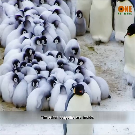 2K views · 21 reactions | Baby Penguin Clings to His Father | Review The animal world | Facebook