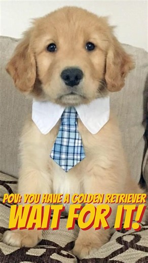 POV: You got a golden retriever #goldenretriever #puppies #cute