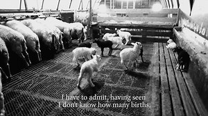 The lambing season is our favorite season of the year. | Icelandic Lamb