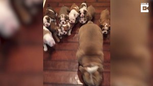 1.2M views · 25K reactions | This stampede of bulldog puppies is guaranteed to brighten your day! | Today Show | Facebook