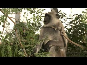 Langur monkey feeds on leaves: kept as protection from monkeys