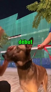 59K views · 741 reactions | Ce Malinois a failli mordre la jeune fille… et la raison est très précise. | Monchienheureux | Facebook