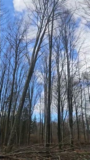 Down she goes! Timber! #tree #work #wood #stihl #husqvarna #chainsaw #logging #forest