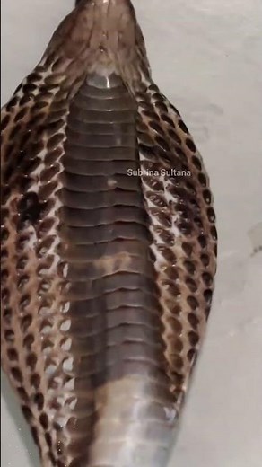 Deadly Cobra Showing Terrifying Behavior #wildlifevideo #snakelovers