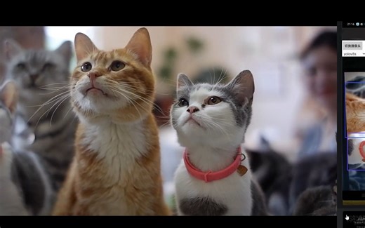 部署yolov8到Android安卓手机，实时视频检测