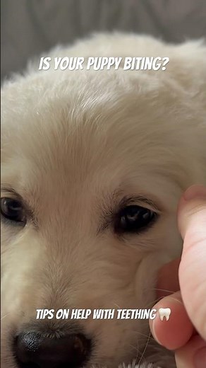 How to help your puppy with teething 🦷🦷