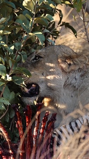 Lion, Zebra, Hunting. Free Stock Video