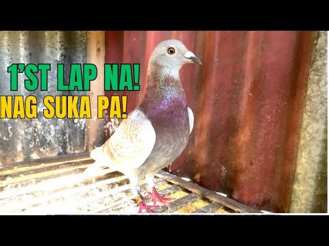 DERBY NA SUMMER OPEN RACE MUKANG MAY PROBLEMA PA SI PULA