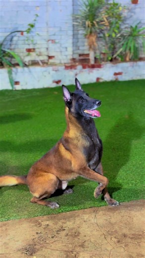 #ماشاءالله #مالينوا_شاربوني_ماسك_نوار #ليبيا_طرابلس_مصر_تونس_المغرب_الخليج #مالينوا_ليبيا_الجزائر_المغرب_تونس_العراق #كلاب_مالينو🔥❌