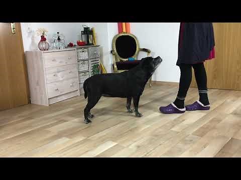 5 einfache Fitness-Übungen für Hunde - Muskelaufbau und Koordination fördern