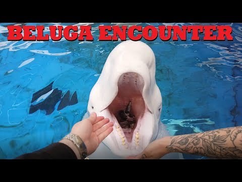 Beluga And Walrus Encounter At Sea World San Diego!