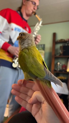 Angus the Green Cheek Conure Singing Along to Saxophone
