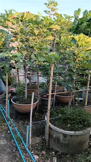 173 reactions · 26 comments | Planera MP | Charat Mahattana-Art | Facebook