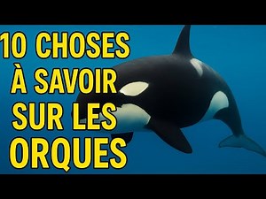 Les 10 choses à savoir sur les orques