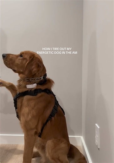 How to Tire Out Your Energetic Dog in the Morning