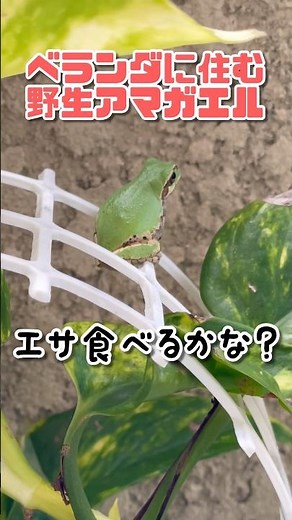 A wild tree frog moved onto my balcony, so I tried feeding it #frog #wildlife #natureobservation