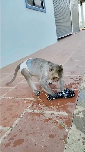 monkey knows how to wash your clothes 😂😂😂 #animal #monkey #pet#funny