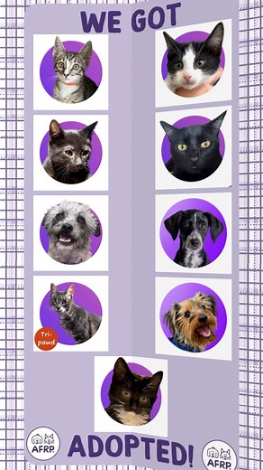 💜Nothing makes us happier than watching our animals find the loving homes they deserve. Thank you to our incredible adopters for giving them their fresh start. Here’s to a lifetime of joy ahead! #foreverhome #adopted #adoptdontshop | Animal Friends Rescue Project