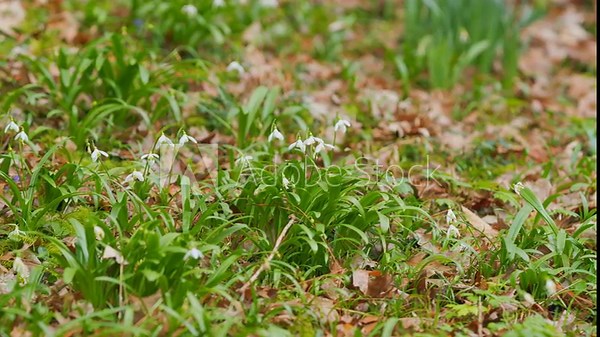 Common Snowdrops Or Galanthus Nivalis. First Spring Snowdrop Flowers. Snowdrop Flowers Are Commonly Referred To As Galanthus. Stock Video