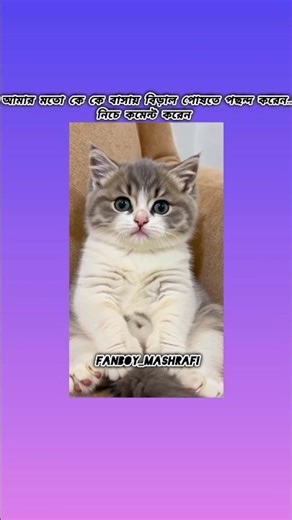 Cute Cat 😺 video 📸||#shorts #cats #viralshorts #foryoupage #fantasy