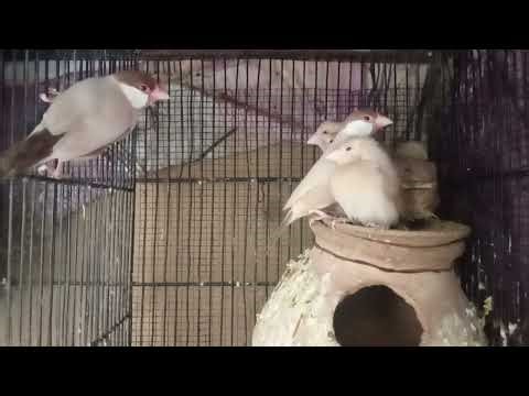 Fawn Java pair with three self chicks