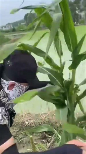 Destroying harvested corn plants during field clearing process