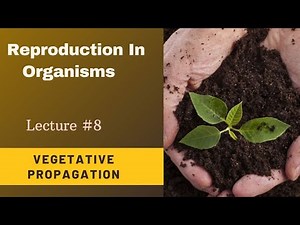 Vegetative Propagation|Natural Methods|Tuber|Stolon|Offset|Bulbil|Bulb|Rhizome|Corm|NEET Biology