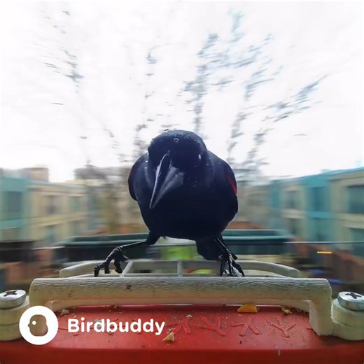 506K views · 2.4K reactions | Round and round they go!  These birds are turning the feeder into a spinning snack fest! Who knew grabbing a bite could be such a thrill ride? | Birdbuddy | Facebook