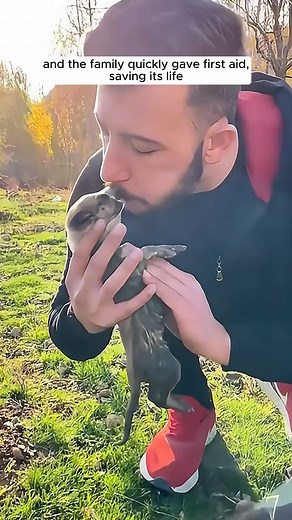 3.1K views · 47 reactions | A wolf pack howled for help at this family’s window and then ... #animal | Love Animals | Facebook