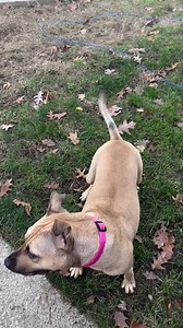 When a scared shelter dog learns that she is safe and can trust her environment, you get the sweetest zoomies🤎 Spud is our 45-pound lil' potato and we adore her. She was having a very hard time in the shelter so we are grateful that a foster opened their home to her. "She has become an entirely different pup, in a good way! She’s no longer scared to eat out of a bowl. She is still scared to go into the kitchen so I just put it at the entryway by the back door and she is good. Spud now goes out 