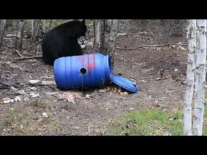 BOW HUNTING BEARS/ Saskatchewan Canada