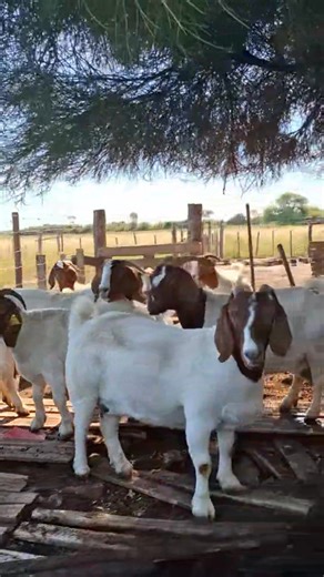 When it comes to growth rate, meat yield, and meat quality, the Boer goat consistently proves why it’s one of the best in the game. This breed is no longer just a “commodity” you find anywhere... It’s becoming a premium choice and a true novelty for serious breeders and smart investors. Fast growth. Heavy carcass. Superior meat quality. If you’re building for performance and profit, our Boer genetics should be on your radar. 😃🔥 #BoerGoat #GoatFarming #GoatBreeding #MeatGoats #LivestockFarming 