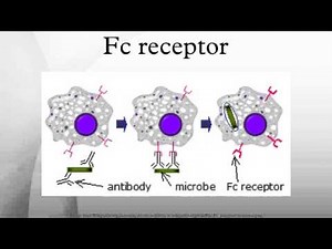 Fc receptor