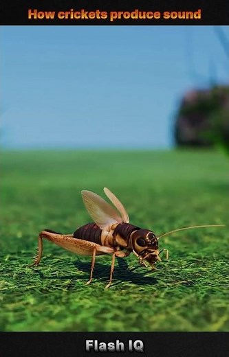 This is how crickets produce sound🔊🎶!!!