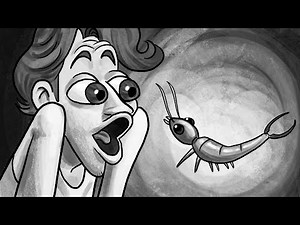 JERMA ANIMATED - Earwigs