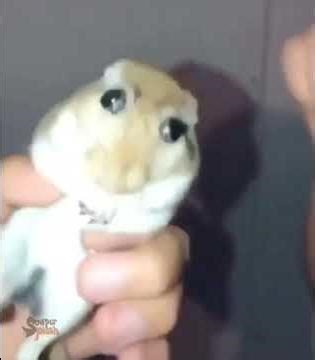 Pikmin edit #pikmin #pikmin2