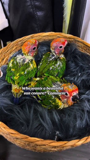 Everything You Need to Know About Sun Conures