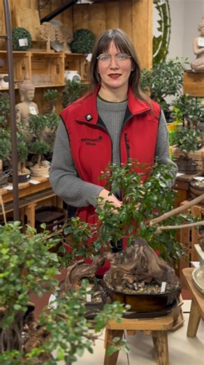 Zahrada Lisý s.r.o. on Instagram: "Malá bonsaj = velká radost 🪴☺️ Bonsaje s vámi mohou zdobit domácnost spousty let - a právě teď jich máme v našem zahradnictví spoustu 😉 Můžete si je stylizovat přesně tak, jak chcete a zároveň vám svým osobitým vizuálem ozdobí jakýkoli prostor 🌱✨ Těšíme se na vás v Králově Dvoře! 🙌❤️"