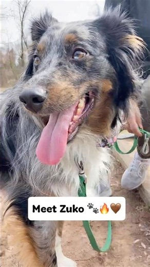 Meet Zuko! Our Aussie x Border Collie mix 🐾🐶🤎