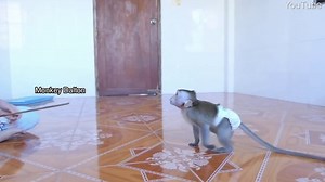 Baby monkeys are beaten and tortured to death in horrifying videos