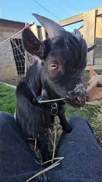 ❄️🌱 Quand on ne peut pas semer l’ail à cause du gel…