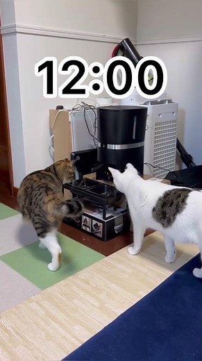 めちゃくちゃ便利！自動給餌器導入しました！ #猫 #可愛い #ペット #動物 #cat #animal #おすすめ #ペットフィーダー #pet #petfeeder #cute