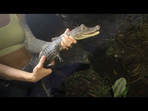 Catching Caiman in Panama!