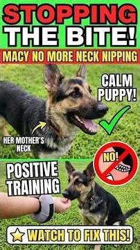 Stopping Dangerous Neck Biting in Dogs | Gentle Collar Training
