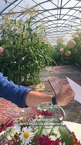 Jovan Radomir och Siw Malmkvist värmer upp inför kvällens program! Siw firar 70 (!!) år som artist och har släppt egen bok med "hemliga" akvarellmålningar. Och så är "Filmen om Siw" bioaktuell. 18:15 i SVT1 eller på SVT Play! #gokväll #siwan @mrbalkan @siwmalmkvistsiwan | Sverige Live