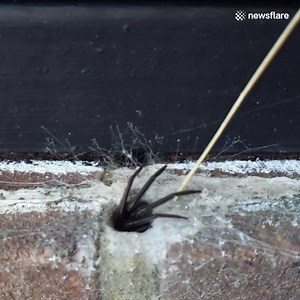 A green-fanged spider is hiding in this wall! 😱😰🕷 | VT