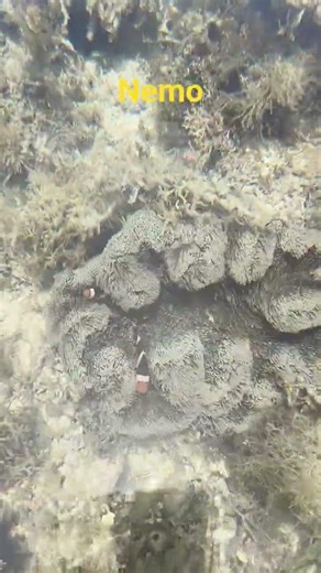 finding Nemo #nemo #findingnemo