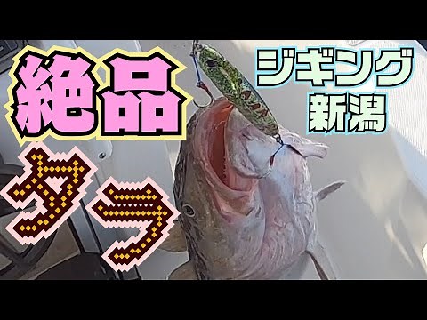 タラのヒットの瞬間が分かる動画 タラジギング 新潟 日本海 鱈釣り 仕掛けコツ